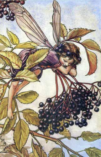 Cicely Mary Barker Mary Barker Fairies, Cecily Mary Barker, Flower Fairies Books, Fairy Drawings, Fairy Illustration, Autumn Fairy, Fairy Pictures, Fairy Artwork, Cicely Mary Barker