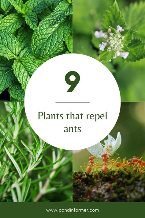 Pests In The Garden, Ant Repellent Plants, Ants In Garden Bed How To Get Rid, How To Get Rid Of Ants In The Garden, How To Kill Ants, Ant Repellent Diy Indoor, Plants That Repel Insects, Natural Ant Repellant, Ants Repellent Diy