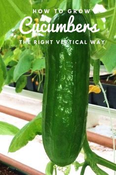 How to grow cucumbers the right vertical way Salad Cucumber Tomato, Cucumber Pasta, How To Grow Cucumbers, Cucumber Pasta Salad, Grow Cucumbers, Salad Cucumber, Hydroponics Diy, Vertical Vegetable Garden, Cucumber Tomato Salad