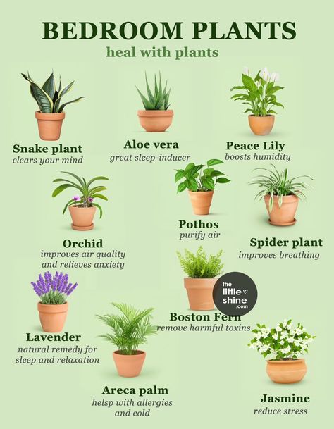 Plants For Study Table, Plants That Survive With No Light, Easy To Take Care Of Indoor Plants, House Plant Wish List, House Plant Types, Easiest Plants To Keep Alive Indoors, Plant Inside House, Houseplant Guide, Plant Ideas Indoor