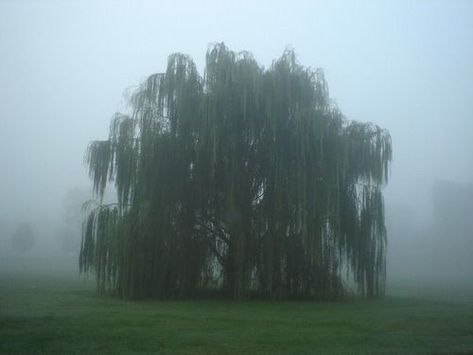 Poison Tree, Weeping Trees, Weeping Willow Tree, Weeping Willow, Foto Ideas Instagram, Willow Tree, Nature Aesthetic, Pretty Places, Green Aesthetic