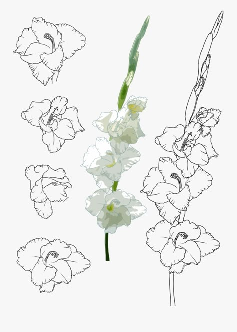 Gladiolus Drawing, Gladiolas Tattoo, Gladiolus Flower Tattoo, Gladiolus Flower Tattoos, Gladiolus Tattoo, Fox Tattoo Design, Gladiolus Flower, Transparent Clipart, Muster Tattoos