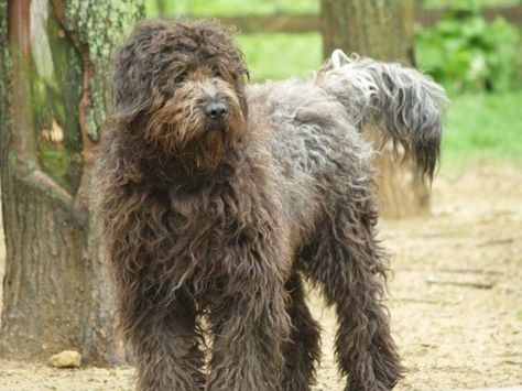 Young Zeus the Bergamasco dog standing on dirt next to a bunch of trees Bergamasco Sheepdog, Dog Standing, Pet Breeds, Hybrid Dogs, All Dog Breeds, Popular Dog Breeds, Breed Dogs, Dogs Breeds, American Kennel Club