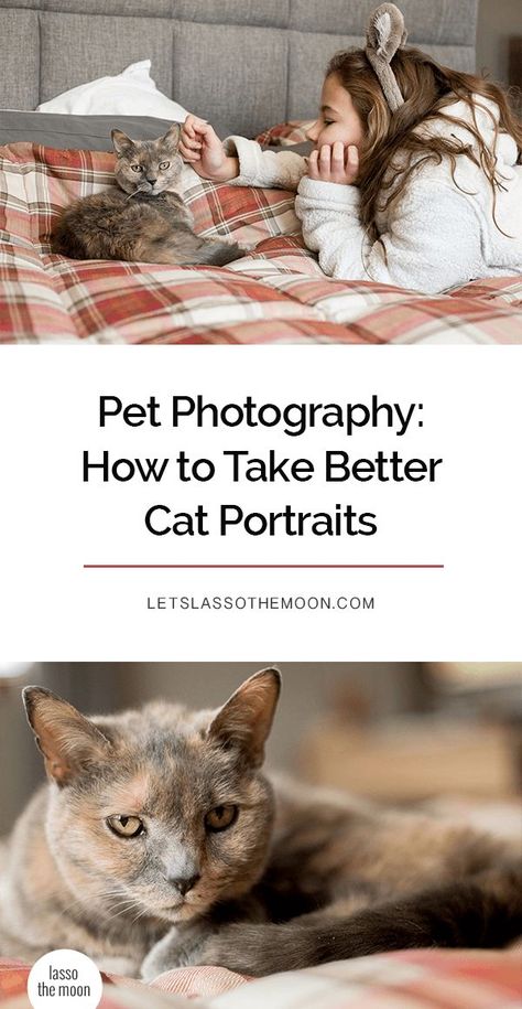 Want to take better photos of your cat? Loving these ten tips on how to capture a cat portrait. With these simple suggestions, you can rock pet photography using a DSLR camera or a smartphone. #petphotography #catportraits #photography #cat #kittycat #tortiecat #tortiecats *Loving these examples, pictures, and ideas! Kitten Portrait Photography, Photo With Cat Ideas, Kitten Photoshoot Ideas, Cat Portraits Photography, Cat Photoshoot Ideas, Cats Photoshoot, Cat Photography Ideas, Pet Poses, Pictures With Cats