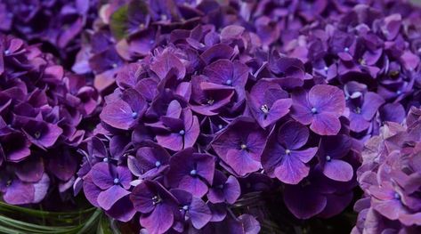 Peonies Landscaping, Dark Purple Hydrangea, Deep Purple Hydrangea, Bloomstruck Hydrangea, Majestic Garden, Purple Hydrangeas, Big Leaf Hydrangea, Hydrangea Varieties, Purple Hydrangea