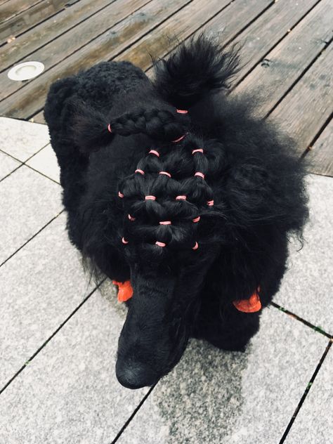 #poodle #hairstyle #standardpoodle #lucrezia #blackstandardpoodle #pudel #kralovskypudel Poodle Banding, Miniature Poodle Grooming, Doodle Haircuts, Dog Hairstyles, Standard Poodle Grooming, Standard Poodle Haircuts, Poodle Training, Poodle Haircuts, Teddy Bear Poodle