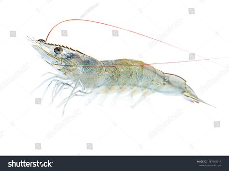 Alive large swimming pacific white shrimp (L. vannamei) in white background isolatedswimming#pacific#Alive#large Shrimp Alive, White Shrimp, Vintage Business, Royalty Free Photos, New Pictures, Card Templates, Business Card, White Background, Photo Editing