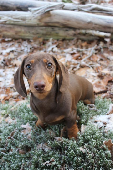 Miniature dachshund, brown and tan. Sausage Dogs, Miniature Dachshund, Barn House Plans, Pet Costumes, Sausage Dog, Barn House, Golden Color, Blonde Hair Color, Cuteness Overload