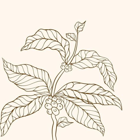 Branch With Leaves, Coffee Tree, Tree Vector, Leaves Illustration, Leaf Illustration, Plant Vector, Coffee Flower, Coffee Plant, Plant Drawing