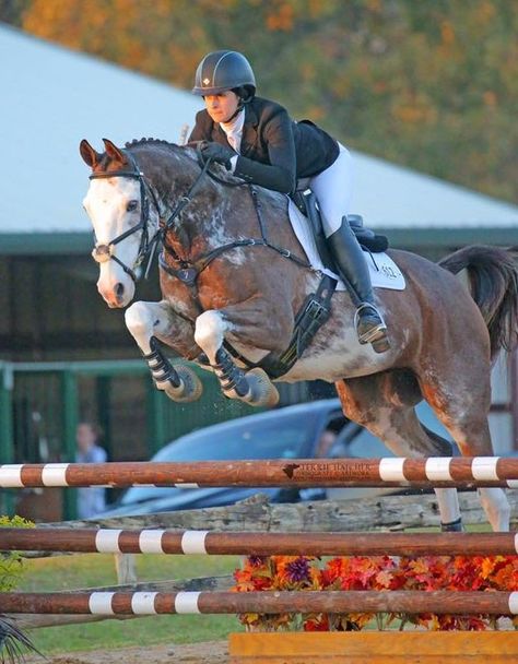 Horses Jumping, Thoroughbred Stallion, Hunter Jumper Horses, Jumping Horses, Horse Jokes, Horse Markings, Jumping Horse, Show Jumping Horses, Cute Horse Pictures