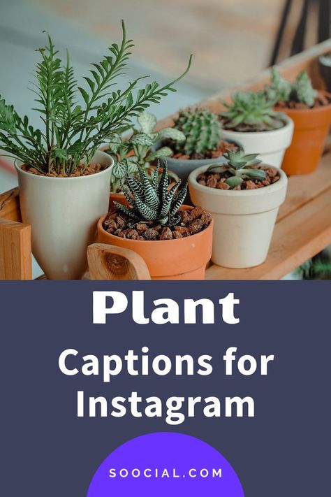 Plant Captions, Beautiful Captions, Cute Captions, Captions For Instagram, Instagram Captions, Potted Plants, Selfies, Planter Pots, Plants