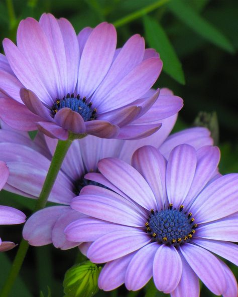 African Daisy, Chicago Botanic Garden, Cactus Y Suculentas, Botanic Garden, Search Engines, Flowers Nature, Beautiful Blooms, Flower Photos, Flower Pictures