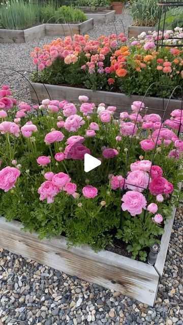 Garden Answer on Instagram: "Ranunculus and anemones- the first year I ever grew them in larger quantities was in our raised bed garden. I loved the look and could hardly cut any because I thought they were just so beautiful right exactly where they were. They’re one of the easier flowers I’ve ever grown. They like the cool spring weather, they’re easy to store, easy to start, and the blooms have a long vase life! 🥰" Small Garden Bed Ideas, Raised Bed Flower Garden, Ranunculus Garden, Front Yard Flowers, Garden Answer, Flower Garden Plans, Raised Bed Garden, Small Garden Landscape, Long Vase