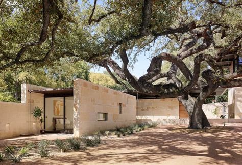 This beautiful San Antonio home is built around a majestic oak tree House By Lake, Living Sculpture, Lake Flato, Modern Outdoor Spaces, Garden Backdrops, Limestone Wall, Live Oak Trees, Internal Courtyard, Interior Design Magazine