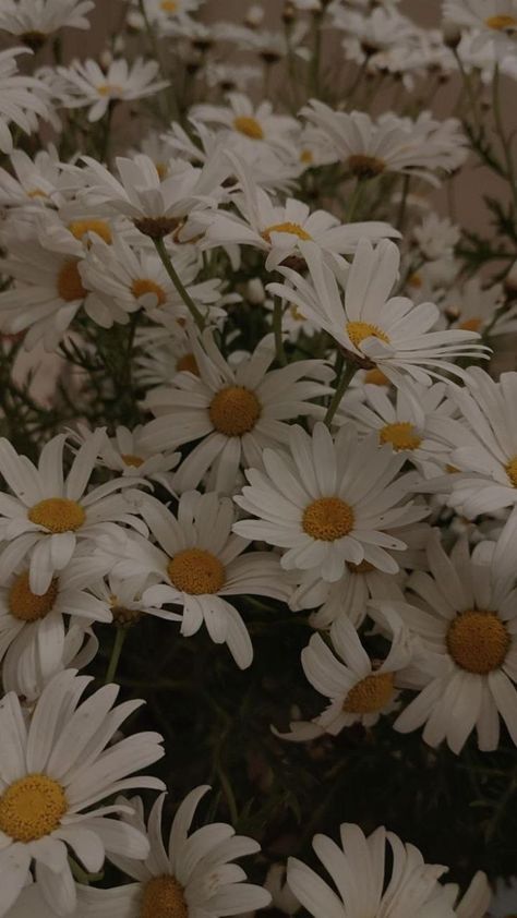 Fundaluri Telefon Aesthetic, White Daisies Aesthetic, Whatsup Wallpaper Backgrounds, Asethic Flowers, White Daisy Aesthetic, Daisy Flowers Wallpaper, Blur Aesthetics, Daisy Phone Wallpaper, Aesthetic Pleasing