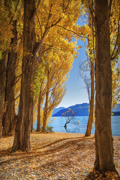 Wanaka Tree, Lake Wanaka, I Want To Live, Autumn Scenes, Autumn Scenery, Autumn Beauty, Day For Night, Beautiful Tree, Fall Foliage