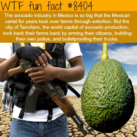 Avocado cartels - WTF fun facts Fun Facts Mind Blown, Mind Blowing Facts, Travel Humor, The More You Know, Faith In Humanity, History Facts, Gi Joe, Funny Fails, Fun Fact