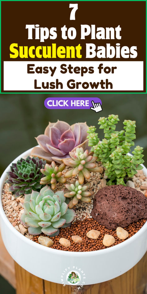 Discover 7 essential tips for planting succulent babies and ensure lush 
growth in your garden! Learn easy steps for propagation, soil selection, 
watering techniques, and ideal light conditions. Perfect for beginners and 
plant lovers alike, these practical guidelines will help you cultivate 
thriving succulents. Transform your space with vibrant greenery today! Succulent Care Indoor, Succulents Care, Propagate Succulents From Leaves, Succulent Propagation, How To Water Succulents, Baby Succulents, Propagating Succulents, Healthy Baby, Succulent Care