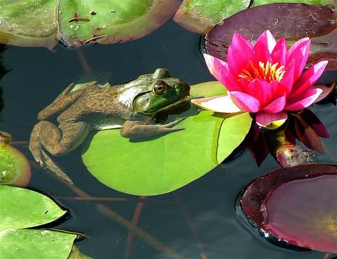 frog on a lily pad | Flickr. Reference for pillow project Lily Pad With Flower, Animals To Sketch, Frog On Lily Pad, Frog Poster, Alligators Art, Prince Tattoos, Reality Art, The Frog Prince, Lilly Pad