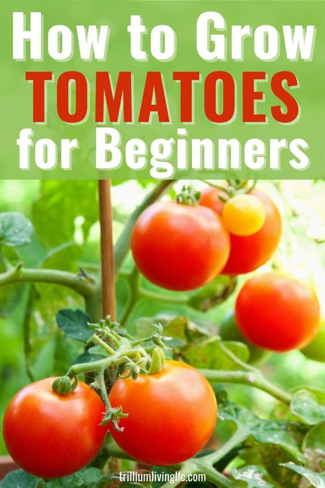 Growing Roma Tomatoes, Tanaman Tomat, Plant Tomatoes, Tomatoes Growing, Tips For Growing Tomatoes, Growing Tomato Plants, Tomato Seedlings, Gardening Vegetables, Growing Gardens