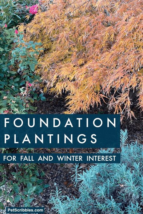 Enjoy this garden tour of our front yard foundation garden beds in Fall. These easy-care foundation plantings provide beautiful color year round. Includes video! All Year Round Plants, Fall Landscaping, Evergreen Landscape, Hydrangea Landscaping, Planting Plan, Foundation Planting, Evergreen Plants, Front Landscaping, Home Landscaping