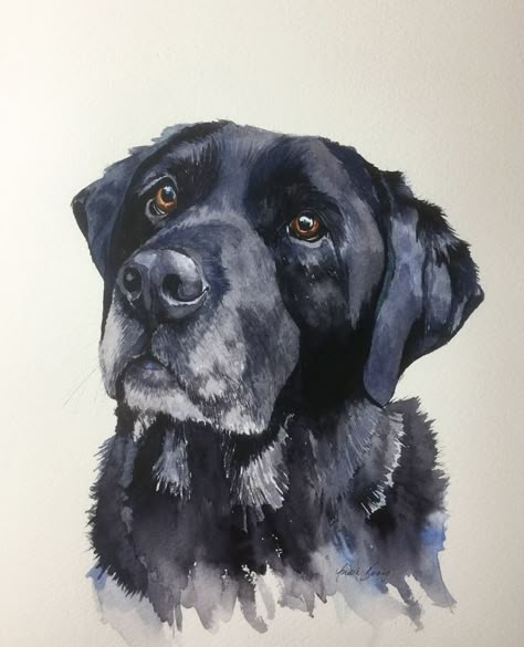 Biggles, an 11 year old, black american labrador, now living in Salisbury.Portrait in watercolour and ink . To see more and for commissions and enquiries please visit www.gingerhareart.co.uk Watercolor Black Labrador, Black Labrador Watercolor Painting, Black Labrador Art, Watercolour Labrador, Drawing Labrador, Labrador Illustration, Watercolour Dogs, American Labrador, Labrador Artwork