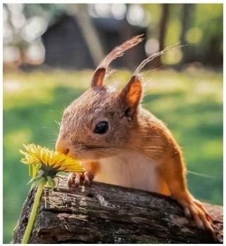 Solve Veverka_Squirrel jigsaw puzzle online with 25 pieces Autumn Fall Aesthetic, Prairie Dogs, British Wildlife, Cute Squirrel, A Squirrel, Forest Fairy, Cute Animal Videos, Woodland Creatures, Flower Lover