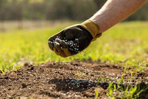 This overview of organic, inorganic, and synthetic nitrogen fertilizers helps you determine what is best for your plants. Nitrogen Deficiency In Plants, Nitrogen Fixers, Natural Nitrogen Fertilizer, Organic Plant Fertilizer, Npk Fertilizer, Nitrogen Fixing Plants, Compost Bucket, Horse Manure, Chicken Manure