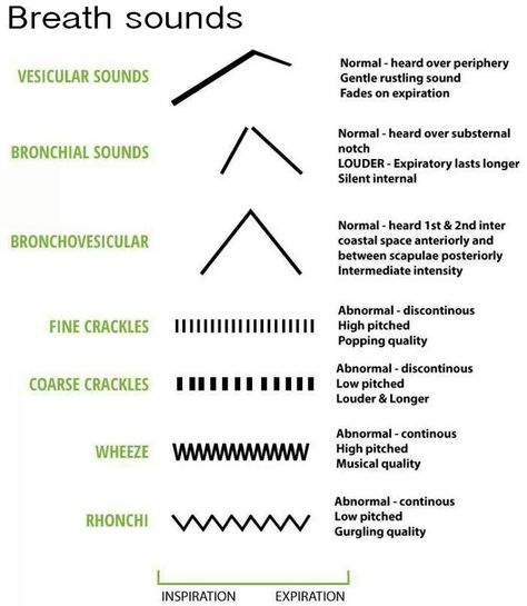 Simplified breath sounds chart for Nurses Lung Sounds, Breath Sounds, Nursing Information, Nursing Assessment, Nursing Mnemonics, Pa School, Nursing School Survival, Nursing Life, Respiratory Therapy