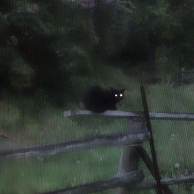 The Grass, Lush Green, Black Cat, Lush, The Story, Trees, Forest, Green, Black