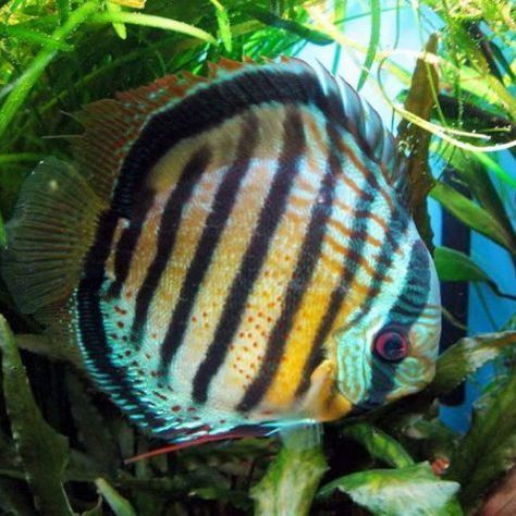 Quality Discus Fish for Sale Shipped to your door since 1987 Biotope Aquarium, Discus Aquarium, Big Aquarium, Tropical Fish Aquarium, Tropical Freshwater Fish, Fauna Marina, Discus Fish, Salt Water Fish, Freshwater Aquarium Fish