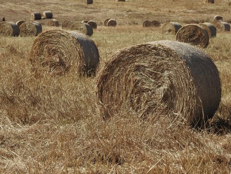 rolled hay on grass field photo – Free Nature Image on Unsplash Hay Rolls Photoshoot, Hay Trough Horses, Field With Hay Bales, Tall Grass Field, Hay Field, Free Nature, Grass Field, Insta Feed, Green Nature