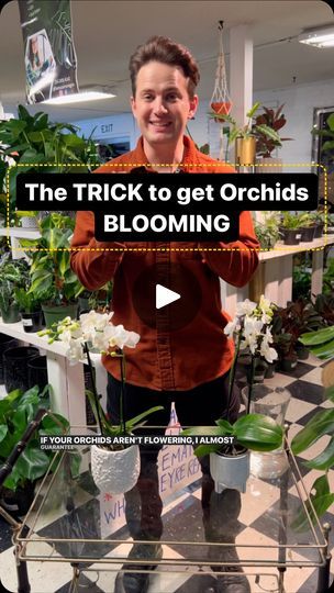 534K views · 14K reactions | This isnt exactly how orchids work, but its an easy-to-remember trick when troubleshooting your orchid care. A drastic temperature drop, although naturally occurring, isn’t vital to your orchid flowering. I’ve flowered orchids for years in my home without dropping the temperature. I like to plant my orchids in orchid bark and light should be bright! I make sure mine get at least 1000 foot candles for a minimum of 4 hours per day. This can be achieved with grow lights as well! #orchid #plantsofinstagram #plantlover | Tanner Mitchell | tannertheplanter · Original audio My Orchid Has Yellow Leaves, Orchid Pots, Ground Orchids, Indoor Orchids, Orchid Fertilizer, Orchid House, Orchid Flower Arrangements, Orchid Plant Care, Orchid Bark