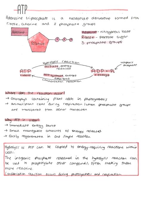 Atp Biology Notes, Ap Biology Notes Aesthetic, Atp Biology, Alevel Biology, Bio Notes, Biochemistry Notes, Learn Biology, Biology Worksheet, Psychology Notes