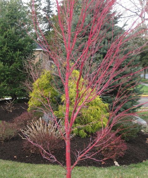 Add Winter Interest to Your Garden With Barks and Berries - Northshore Magazine Japanese Rock Garden Design, Sango Kaku, Coral Bark Maple, Coral Bark Japanese Maple, Japanese Rock Garden, Japanese Tree, Rock Garden Design, Japanese Maple Tree, Acer Palmatum