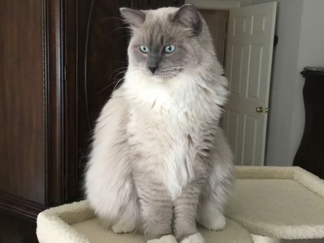 My blue mink mitted Ragdoll, Blue Valentino, looking very regal! Blue Mink Ragdoll, Mink Ragdoll, Mitted Ragdoll, Ragdoll Cat Breed, Cat References, Fluffy Cats, Animal Aesthetic, Ragdoll Kittens, Pet Spa