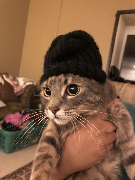 My sister made my cat a beanie cuz its cold outside... Cold Profile Pictures, Cat Beanie Drawing, Cat With Beanie, Beanie Drawing, Pen Doodles, Cat M, Pictures Of Cats, Cat Beanie, Easy Doodles