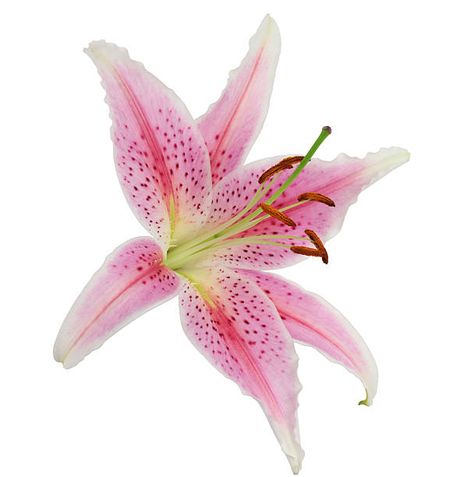 2,700+ Stargazer Lily Stock Photos, Pictures & Royalty-Free Images - iStock | Stargazer lily vase, Stargazer lily bouquet Stargazer Lily Bouquet, Widgets Ipad, Stargazer Lilly, Lily Images, Beach Core, Pink Lily Flower, Sticker Design Ideas, Lily Vases, Flower Reference