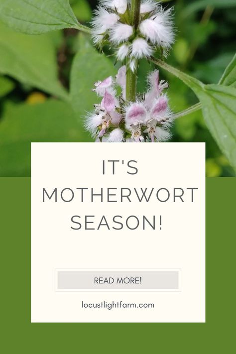 Mothers Wort Herb, Mother Wort Benefits, Motherwort Magical Properties, Motherwort Tincture, Herbs For Witchcraft, Herbs And Their Uses, Plant Witch, Herb Diy, Diy Herbal Remedies