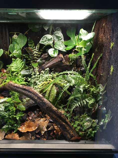 Tropical Vivarium, Crested Gecko Vivarium, Dart Frog Terrarium, Tree Frog Terrarium, Dart Frog Vivarium, Gecko Vivarium, Bioactive Vivarium, Gecko Tank, Gecko Habitat