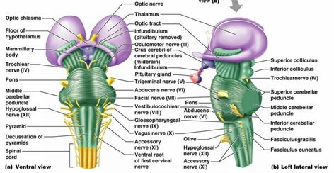 Brain Stem - The Central Nervous system Brainstem Anatomy, Brain Anatomy And Function, Nervous System Anatomy, Mri Brain, Brain Models, Facial Nerve, Brain Anatomy, Medical Laboratory Science, Brain Stem