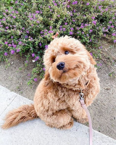 Mini Goldendoodle Puppies, Puppy Mom, Cute Dogs Images, Cockapoo Puppies, Maltipoo Puppy, Super Cute Puppies, Cute Dog Photos, Dog Stuffed Animal, Cute Animals Puppies