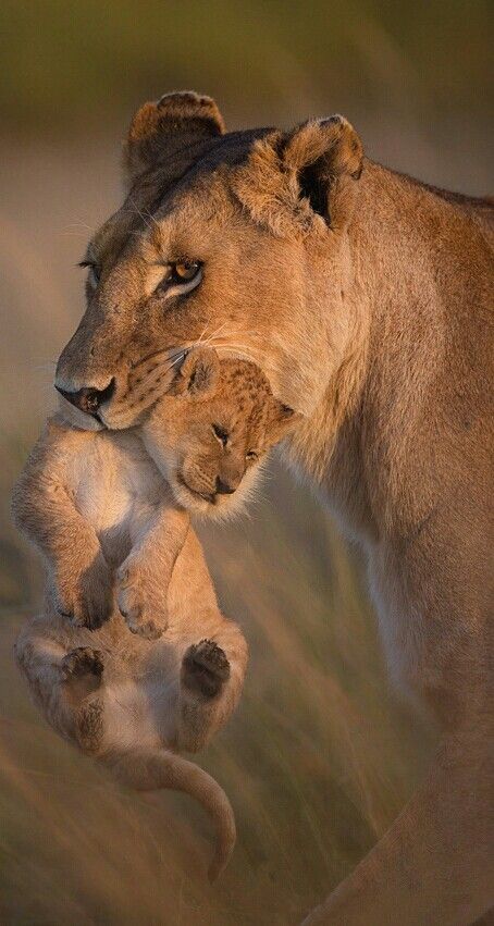 Lion Photos, Lioness And Cubs, Il Re Leone, Lion Love, Lion Cub, Mother's Love, Wall Frame, 10 Reasons, Big Cat