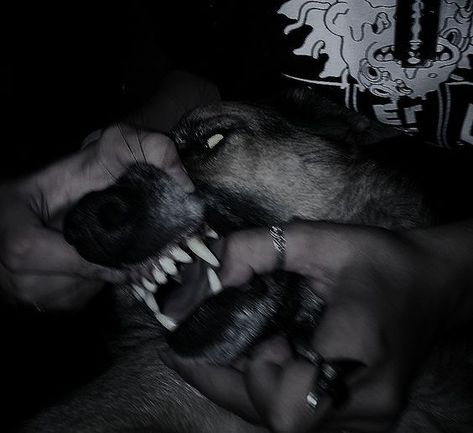 Dog Teeth Aesthetic, Dog Poetry, Teeth Aesthetic, Werewolf Aesthetic, 3 October, Angry Dog, Scary Dogs, Tiktok Account, Pretty Animals