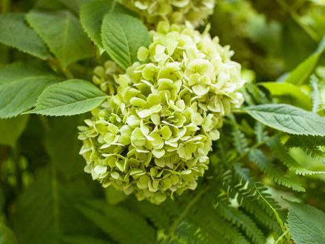 Why are Hydrangea Flowers Turning Green? - Plant Index Hydrangea Color Change, Hydrangea Fertilizer, Pruning Hydrangeas, Annabelle Hydrangea, Hydrangea Varieties, Shade Gardening, Endless Summer Hydrangea, Hydrangea Bloom, Limelight Hydrangea