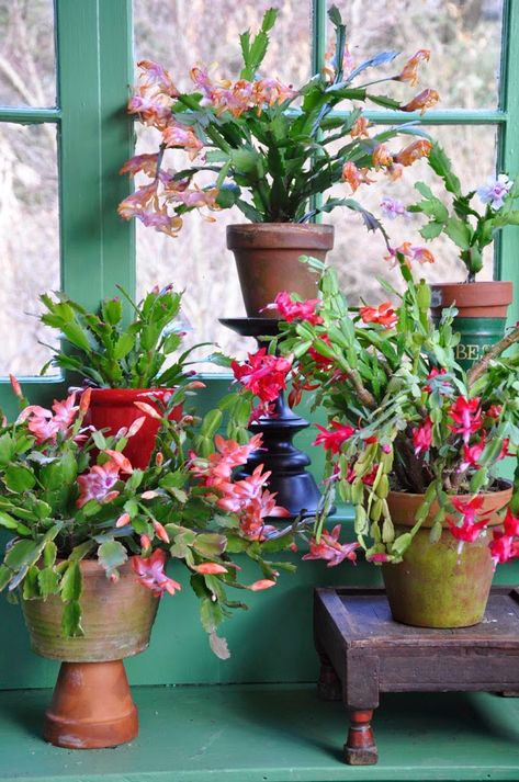 Growing with plants: THE CHRISTMAS CACTUS AND ITS LITTLE SECRET ABOUT FLOWERING Indoor Container Garden, Cactus Display, Christmas Cacti, Southwestern Paintings, Windowsill Plants, Christmas Cactus Plant, Thanksgiving Cactus, 2014 Christmas, Garden Nursery