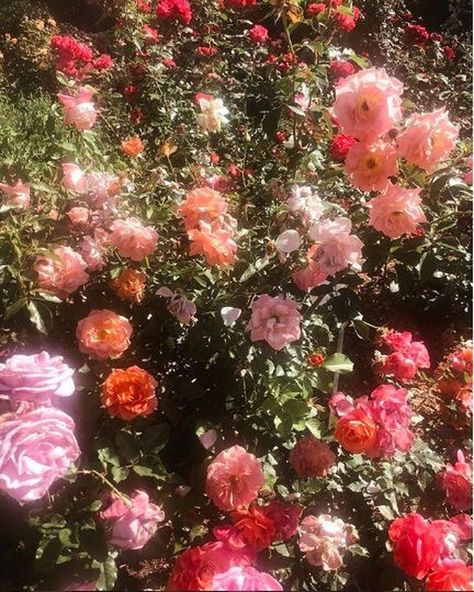 Image may contain: flower, plant, outdoor and nature Pink And Red, Nature Aesthetic, Pics Art, Aesthetic Vintage, The Flowers, Aesthetic Photography, Pink Aesthetic, Wall Collage, Pretty Flowers