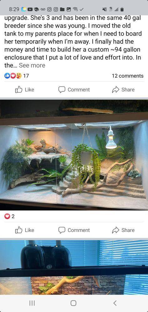 Reptile Terrarium Ideas Unique, Terrarium Ideas Bearded Dragon, Bio Active Terrarium Bearded Dragon, Aesthetic Bearded Dragon Cage, Bearded Dragon Enclosure Decor, Bearded Dragon Enclosure Ideas 4x2x2, Diy Bearded Dragon Enclosure Decor, Beardie Enclosure Ideas, Lizard Tank Ideas