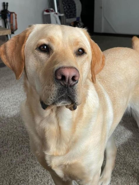 Labrador Retriever Yellow, Yellow Lab Aesthetic, Blonde Labrador, Country Dogs, Dog Fever, Labrador Yellow, Yellow Lab Puppy, Wheaton Terrier, Labrador Golden Retriever