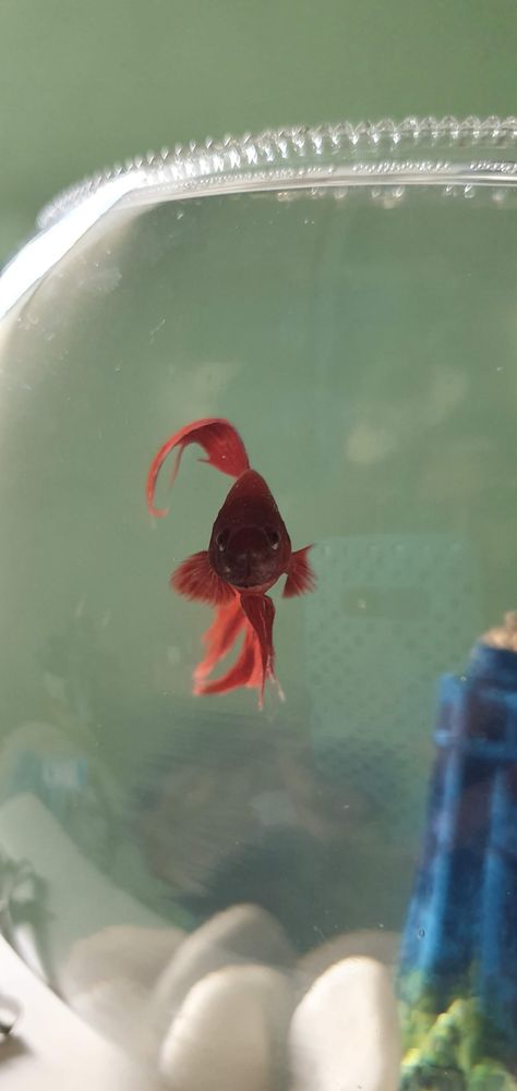 Veiltail Betta, Story Instagram, Fish Pet, Fish, Pet, Animals, Instagram